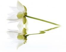 Керамическая плитка City White Lilies Панно 40x50